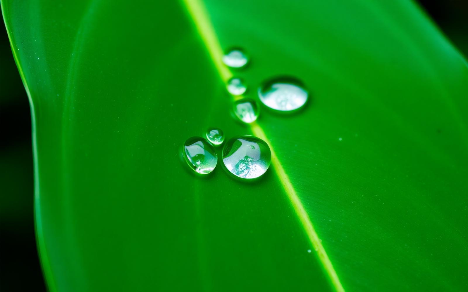 Aquilaria leaf